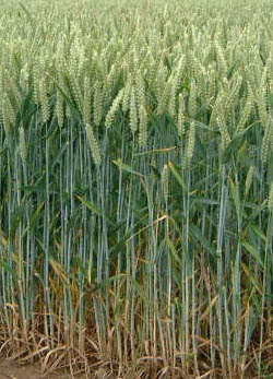 India lifts wheat export ban with immediate effect
