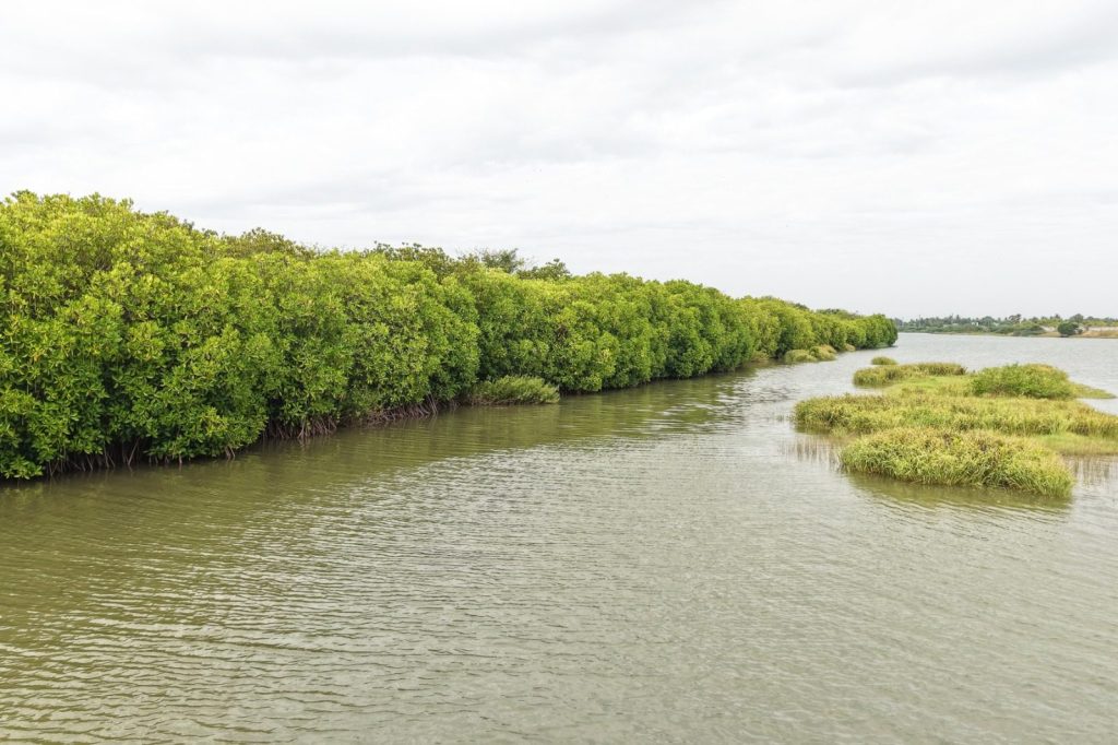 Mangroves, Sand Dunes and the Coastal Lifeline of Cuddalore: Why Protecting the Uppanar Ecosystem Matters