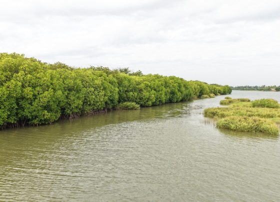 Mangroves, Sand Dunes and the Coastal Lifeline of Cuddalore: Why Protecting the Uppanar Ecosystem Matters