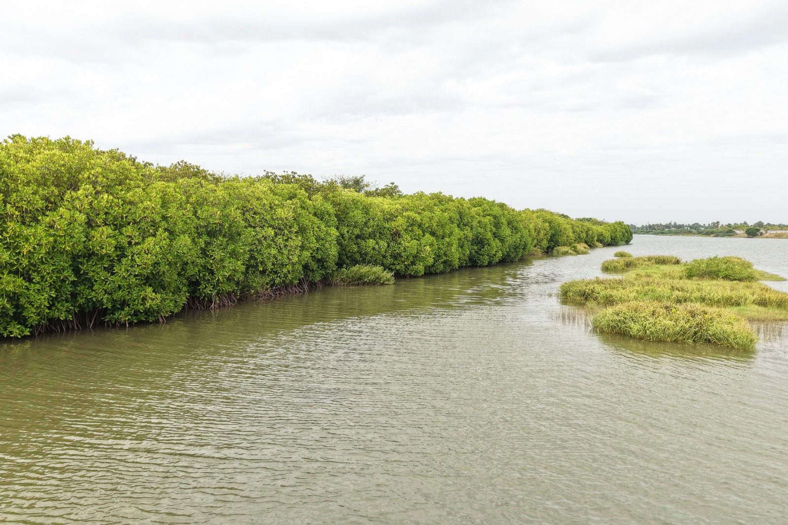Mangroves, Sand Dunes and the Coastal Lifeline of Cuddalore: Why Protecting the Uppanar Ecosystem Matters