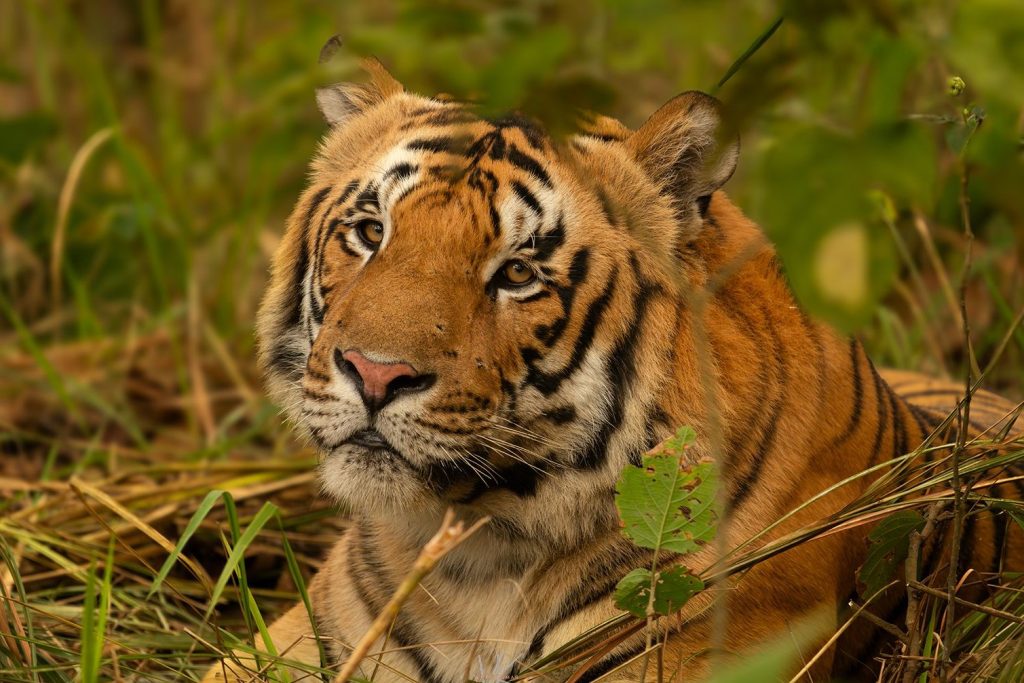 What is the Buxa tiger reintroduction project?