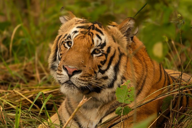 What is the Buxa tiger reintroduction project?
